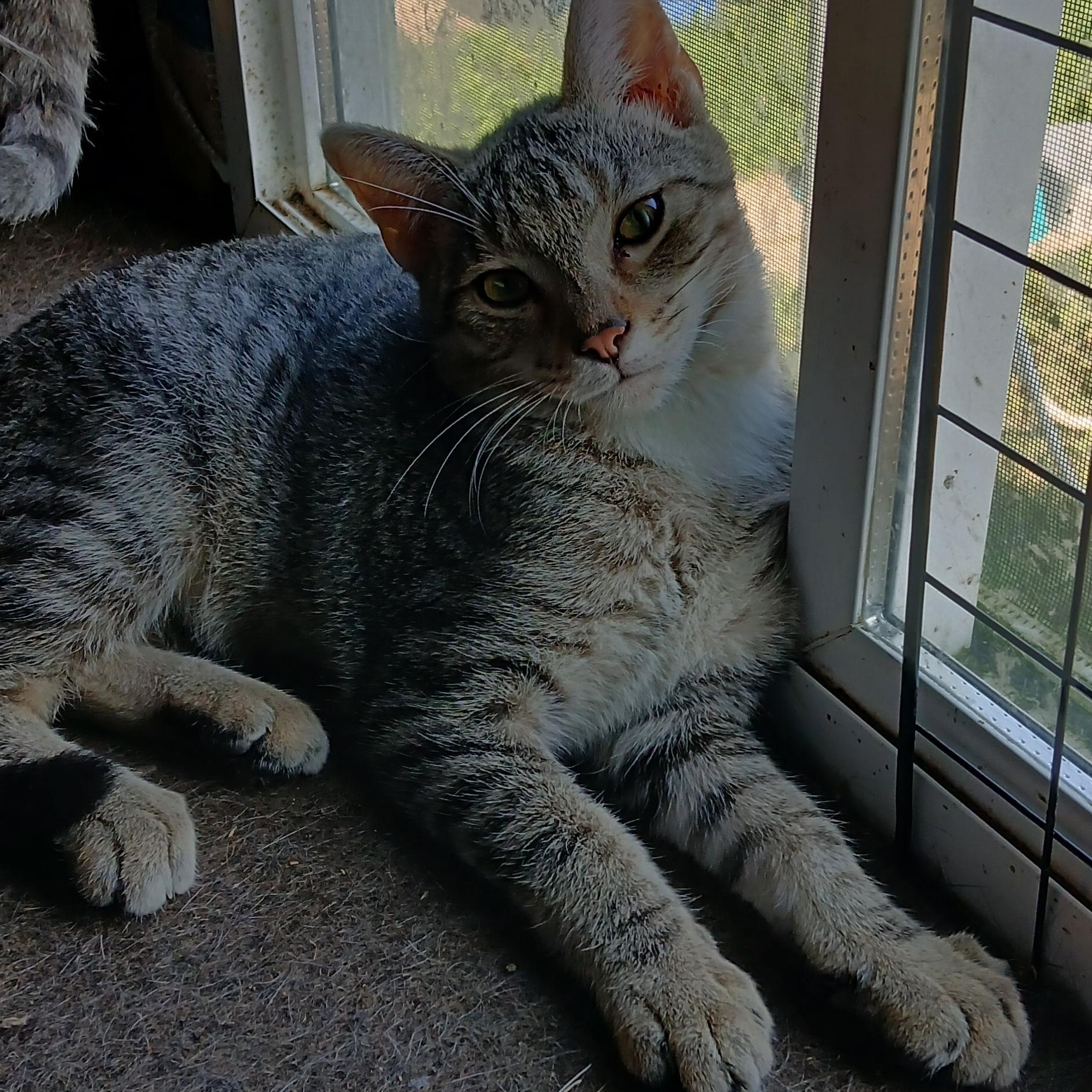 Kit, Adoptable, Young Male Tabby.