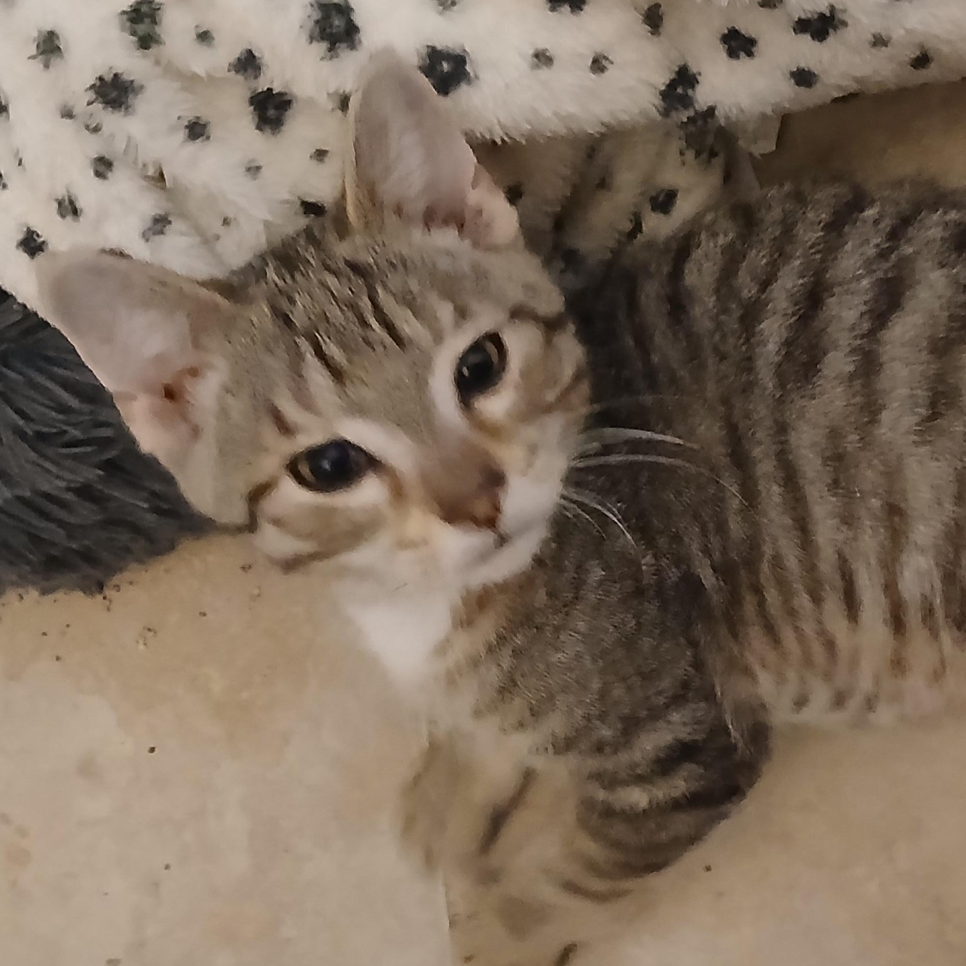 Enlarge Kit, a Adoptable Tabby in Hobart  , IN image 2/2