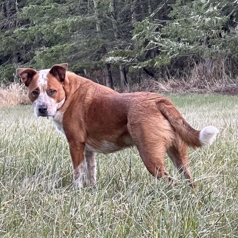 Enlarge Cheeto, a Adoptable Australian Cattle Dog / Blue Heeler in Eastsound, WA image 1/1