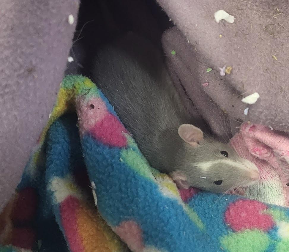 Bonnie, a Adoptable Rat in CRYSTAL LAKE, IL image 1/5