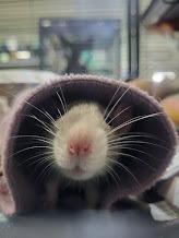 Bonnie, a Adoptable Rat in CRYSTAL LAKE, IL image 2/5