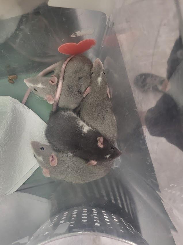 Bonnie, a Adoptable Rat in CRYSTAL LAKE, IL image 3/5