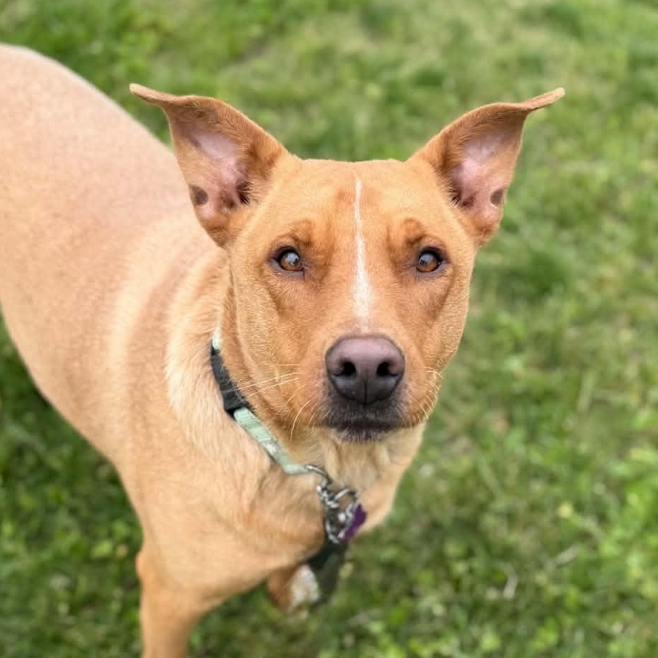 Max, Adoptable, Young Male Australian Cattle Dog / Blue Heeler & Mixed Breed.