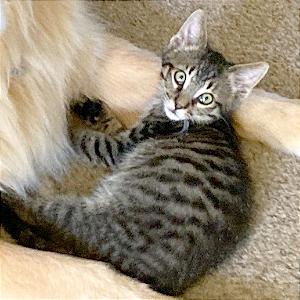 Enlarge Elvis, a Adoptable Domestic Short Hair in Pleasant Hill, CA image 1/1