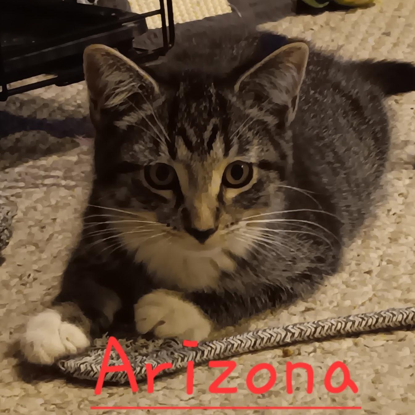 Arizona, Adoptable, Kitten Male Domestic Short Hair.