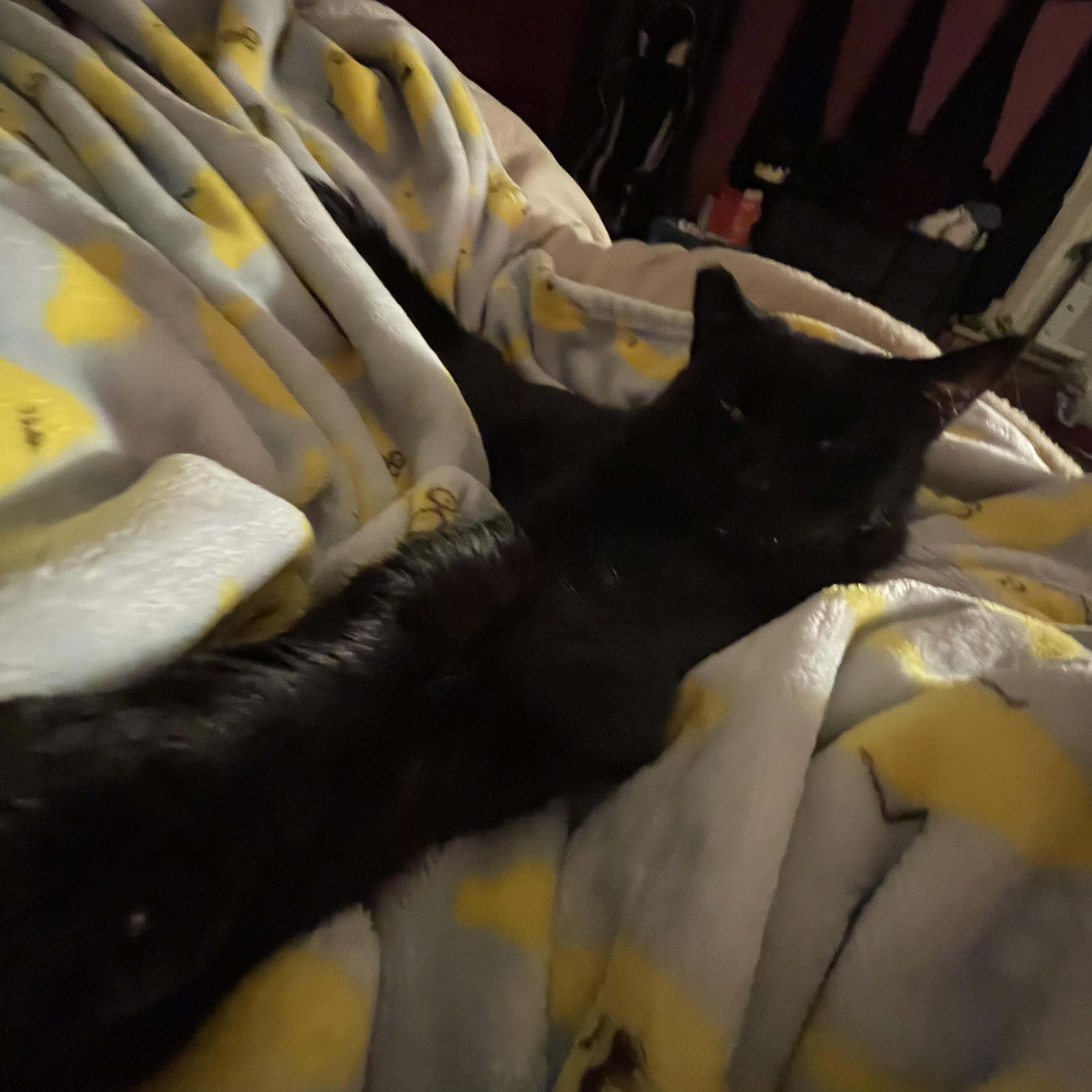 Enlarge Pearl, a Adopted Domestic Short Hair in Tyrone, PA image 1/2