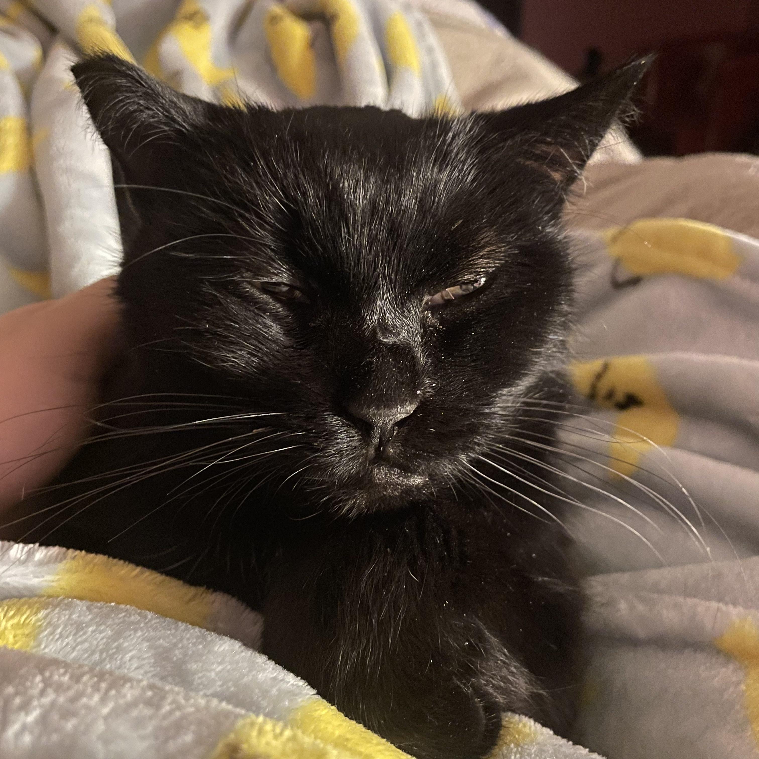 Enlarge Pearl, a Adopted Domestic Short Hair in Tyrone, PA image 2/2