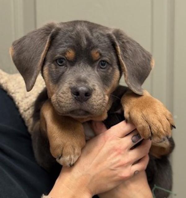 Enlarge Doodle, a Adoptable mixed breed in Littleton, CO image 1/1