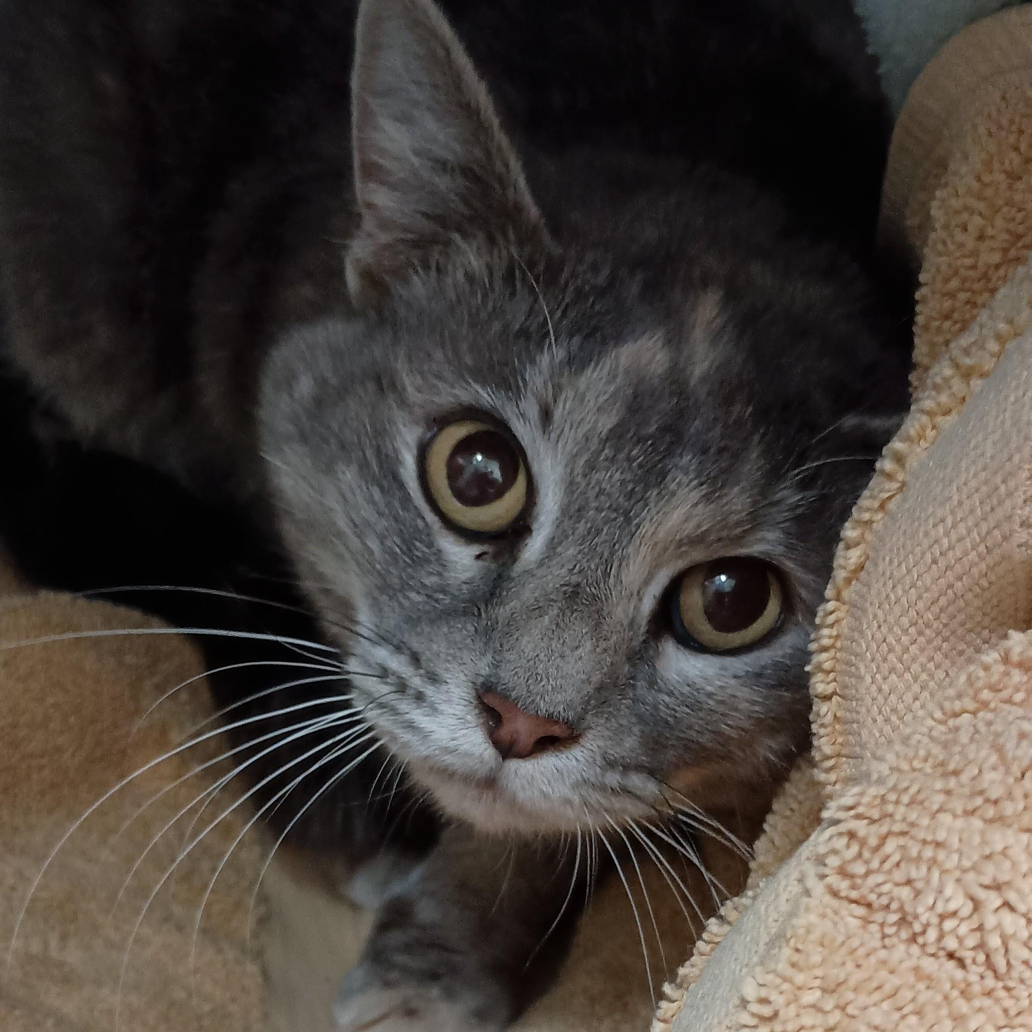 Peggy, ADOPTABLE, Adult Female Domestic Short Hair.