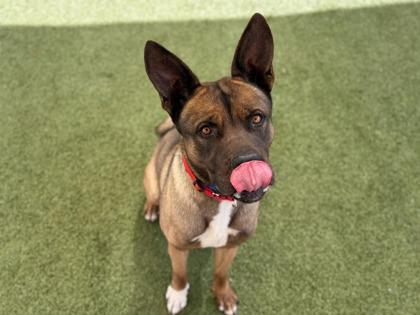 Noodles, Adoptable, Adult Male Akita & Mixed Breed.