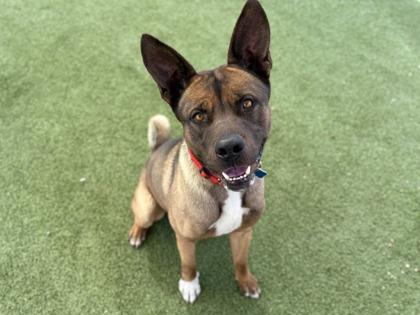 Enlarge Noodles, a Adoptable mixed breed in Phoenix, AZ image 2/3