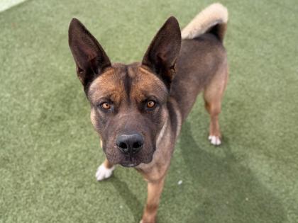 Enlarge Noodles, a Adoptable mixed breed in Phoenix, AZ image 3/3