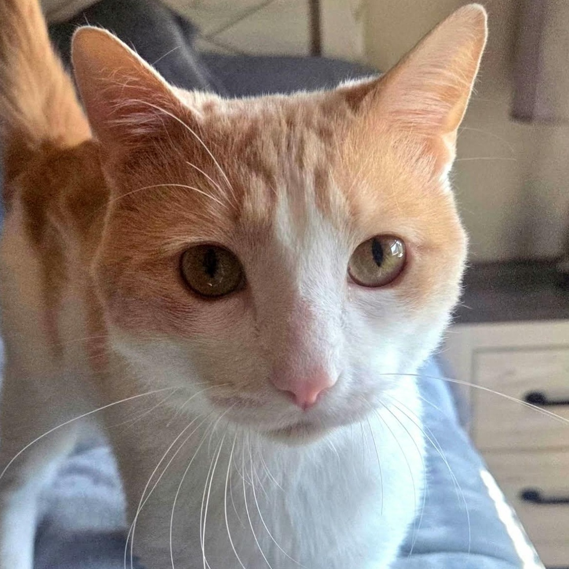 Willie Wonka, Adopted, Young Male Domestic Short Hair.