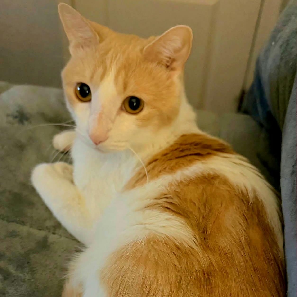 Enlarge Willie Wonka, a Adopted Domestic Short Hair in Chandler, AZ image 2/4