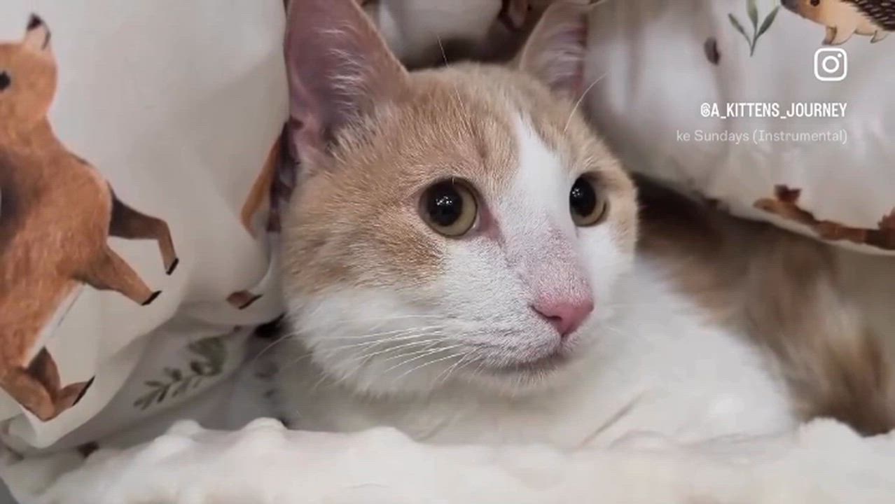 Enlarge Willie Wonka, a Adopted Domestic Short Hair in Chandler, AZ video 4/4