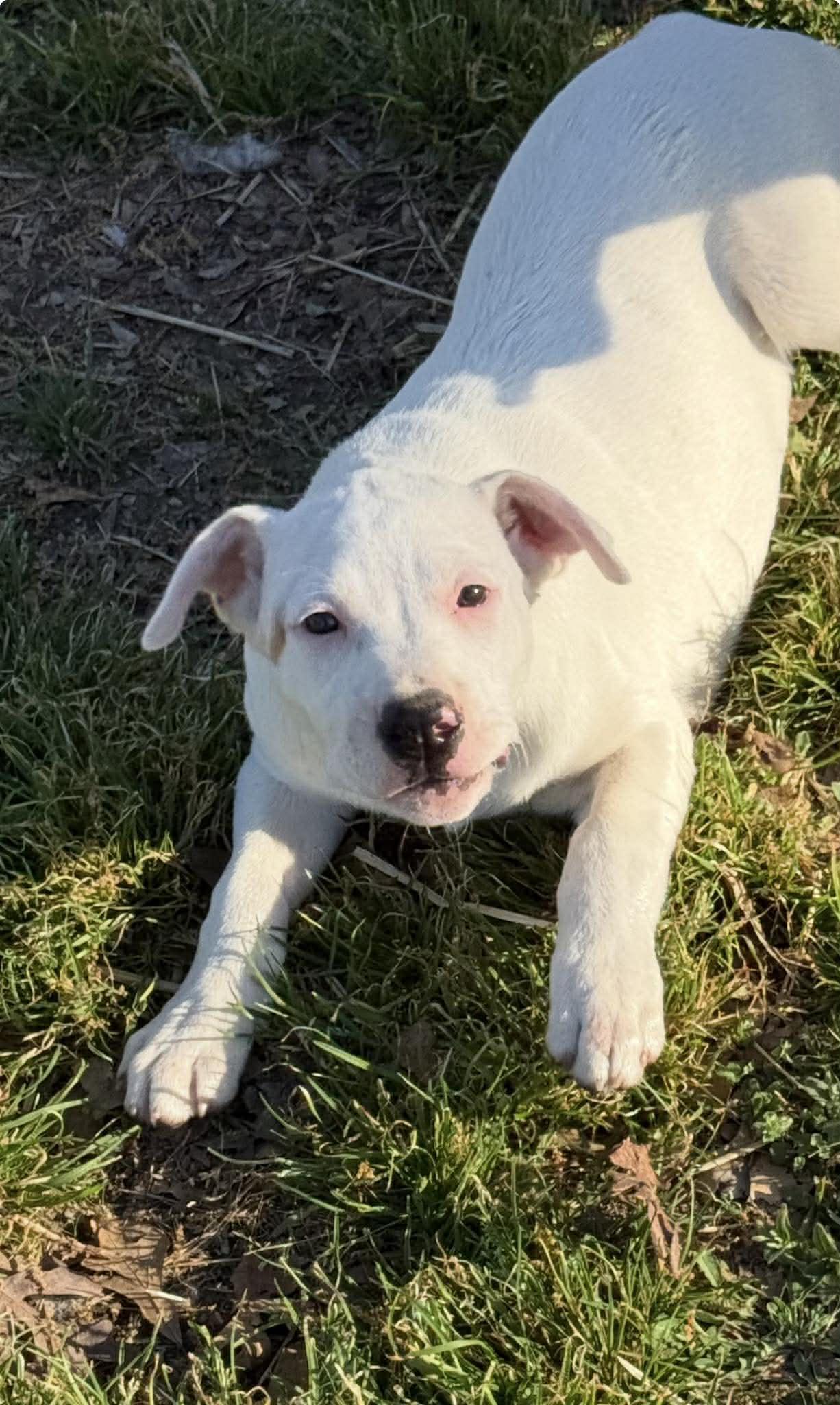 Pat, a ADOPTABLE Mixed Breed in Northwood, NH image 4/4