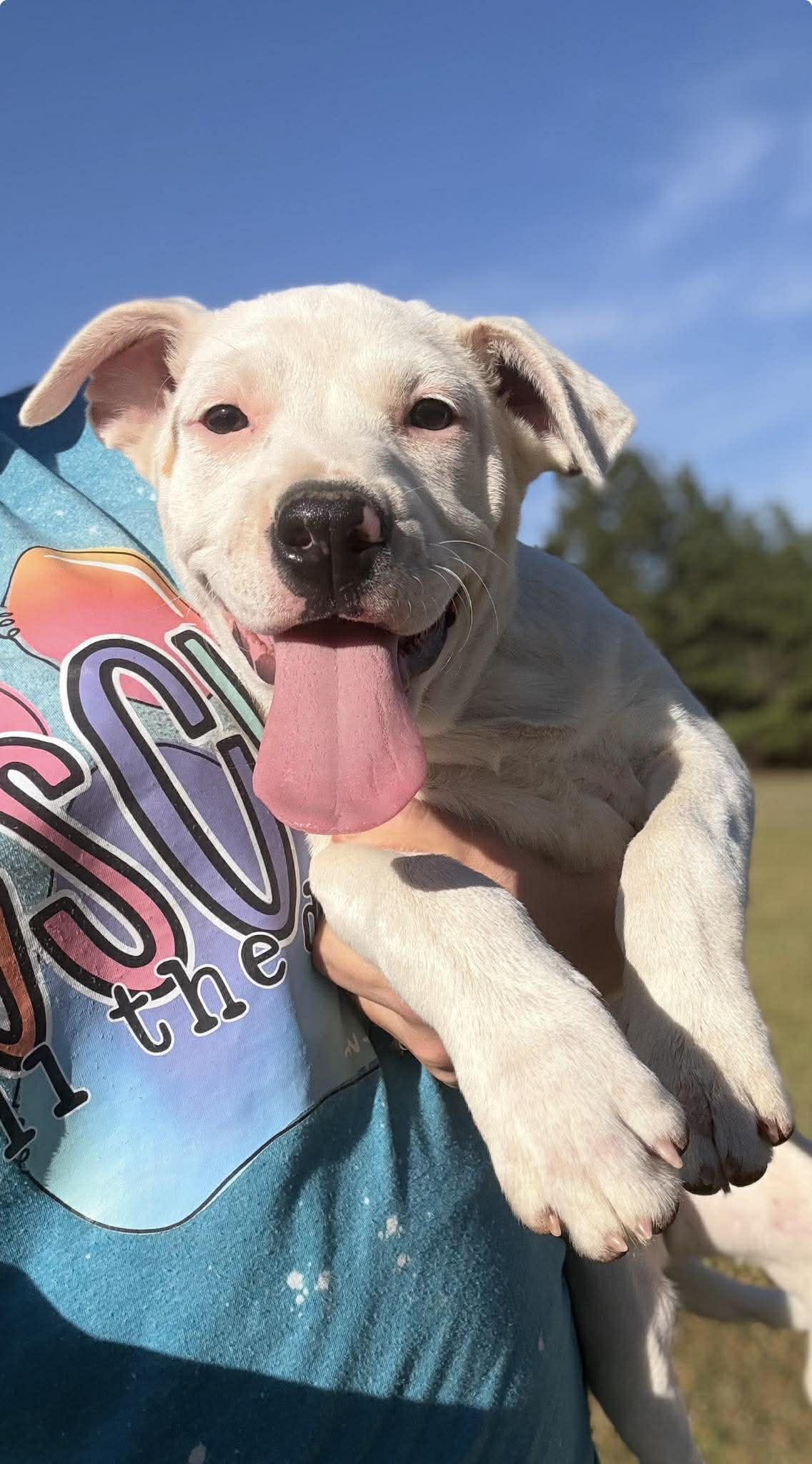 Pat, a ADOPTABLE Mixed Breed in Northwood, NH image 1/4