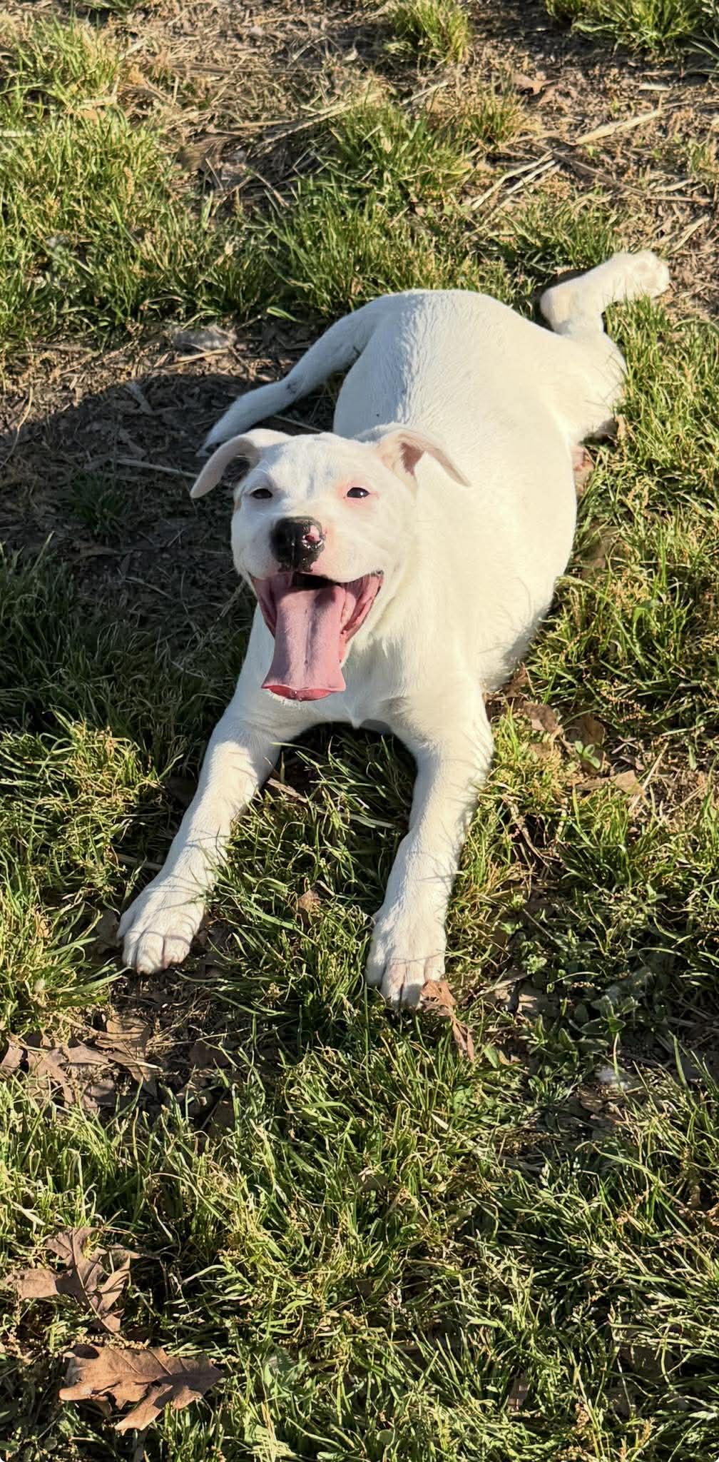 Pat, a ADOPTABLE Mixed Breed in Northwood, NH image 3/4