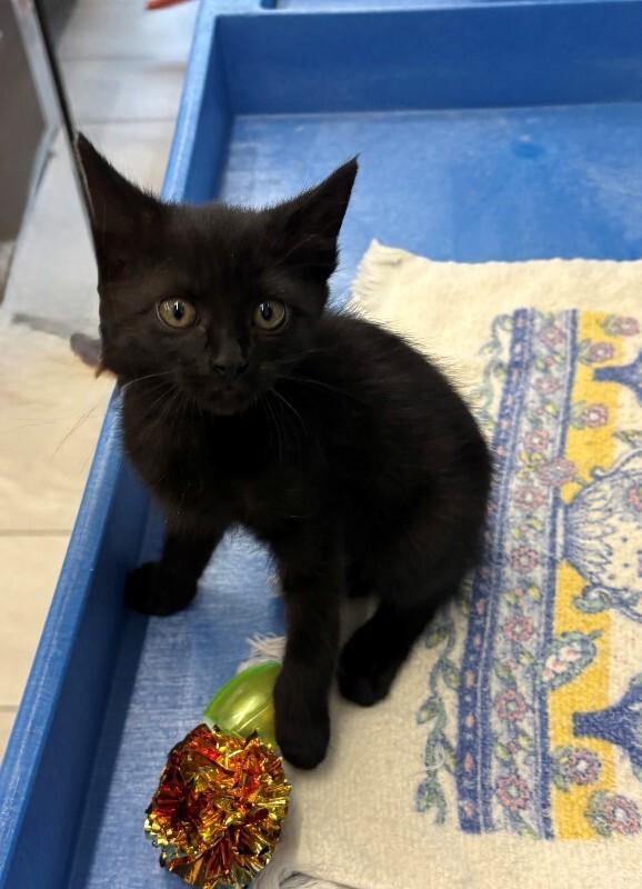 Enlarge Cardi B, a Adoptable Domestic Short Hair in Providence Forge, VA image 1/5