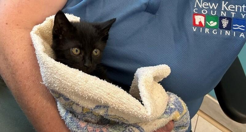 Enlarge Cardi B, a Adoptable Domestic Short Hair in Providence Forge, VA image 2/5