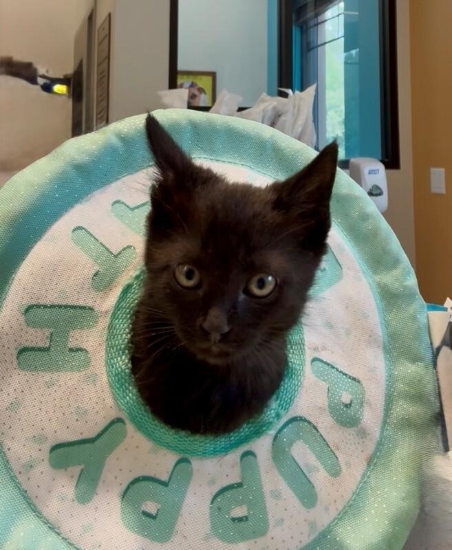 Enlarge Cardi B, a Adoptable Domestic Short Hair in Providence Forge, VA image 3/5