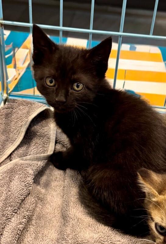 Enlarge Cardi B, a Adoptable Domestic Short Hair in Providence Forge, VA image 4/5