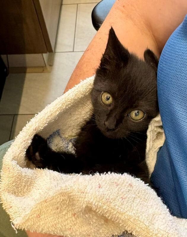 Enlarge Cardi B, a Adoptable Domestic Short Hair in Providence Forge, VA image 5/5