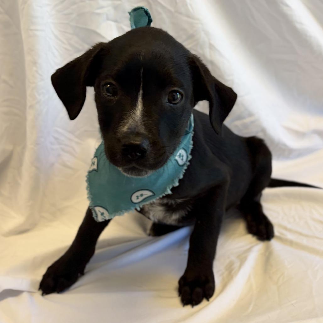 Pip, Adoptable, Puppy Male Mixed Breed.