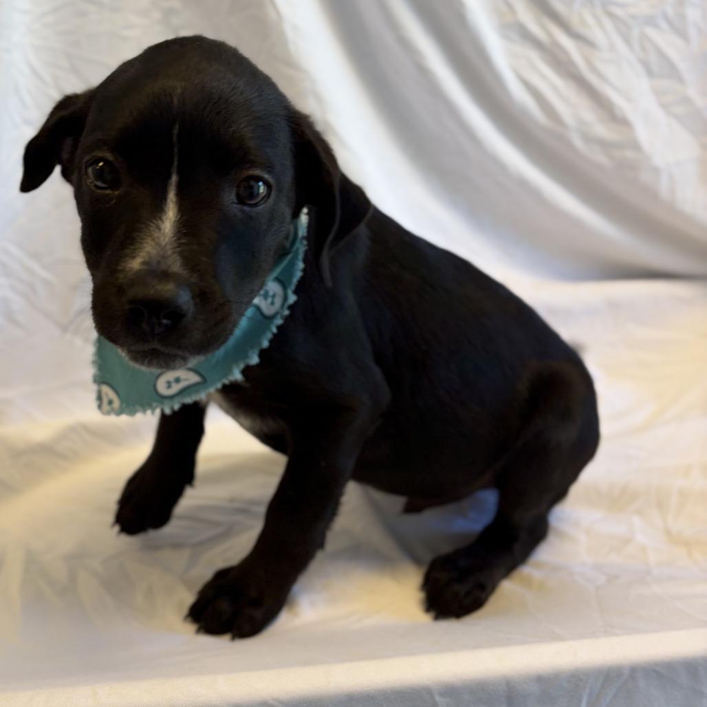 Pip, a Adoptable Mixed Breed in Canal Winchester, OH image 2/3