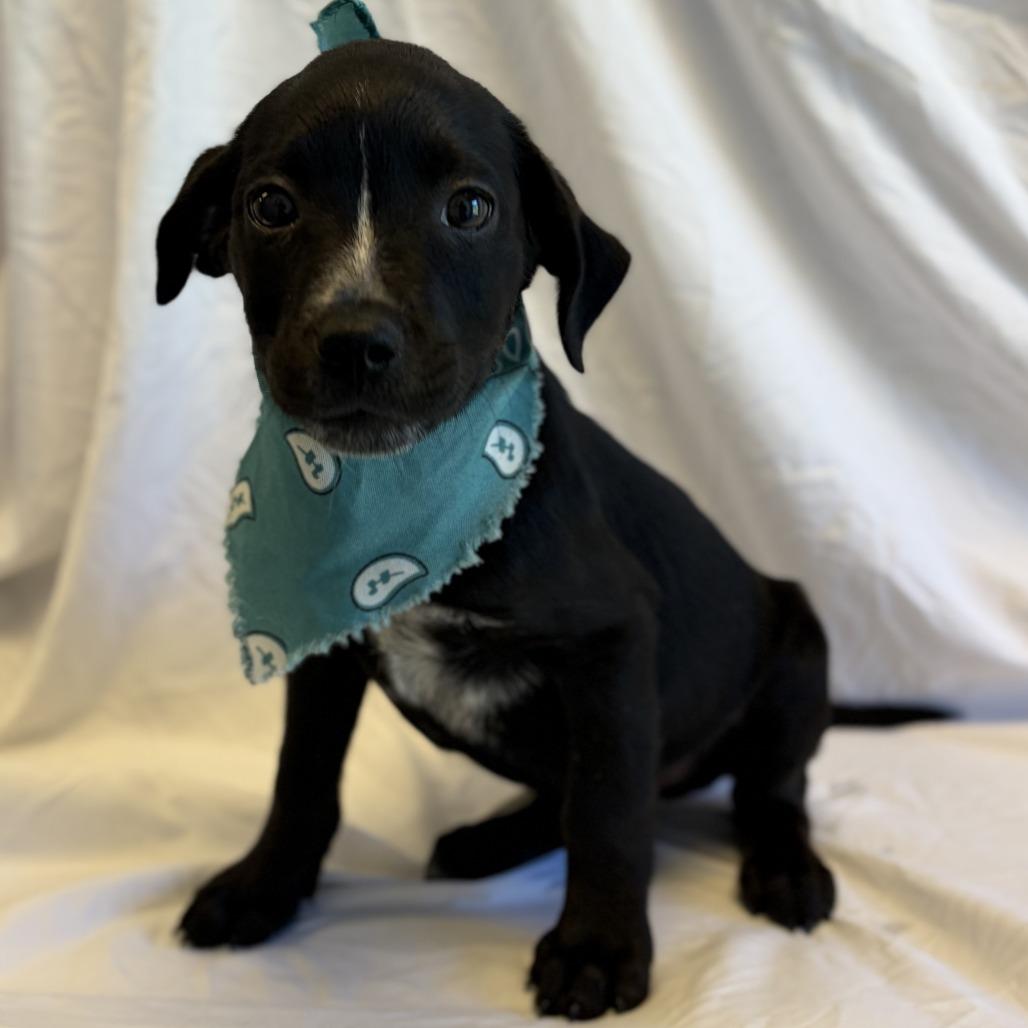 Pip, a Adoptable Mixed Breed in Canal Winchester, OH image 3/3
