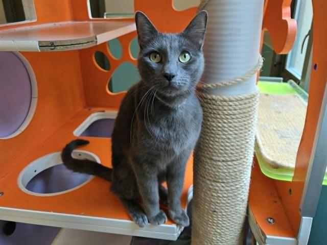 Enlarge PHOEBE, a Adoptable Domestic Short Hair in Martinez, CA image 1/1