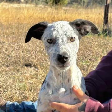 Boo, Adoptable, Young Male Australian Cattle Dog / Blue Heeler & German Shepherd Dog.