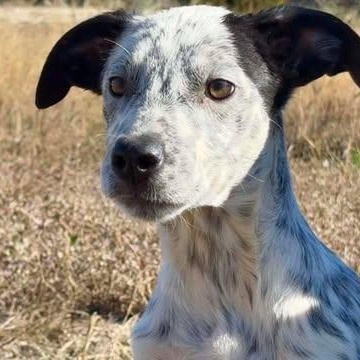 Enlarge Boo, a Adoptable mixed breed in Burnsville, MN image 3/5