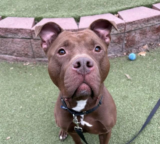 MALLARD, Adoptable, Adult Male Labrador Retriever & Mixed Breed.