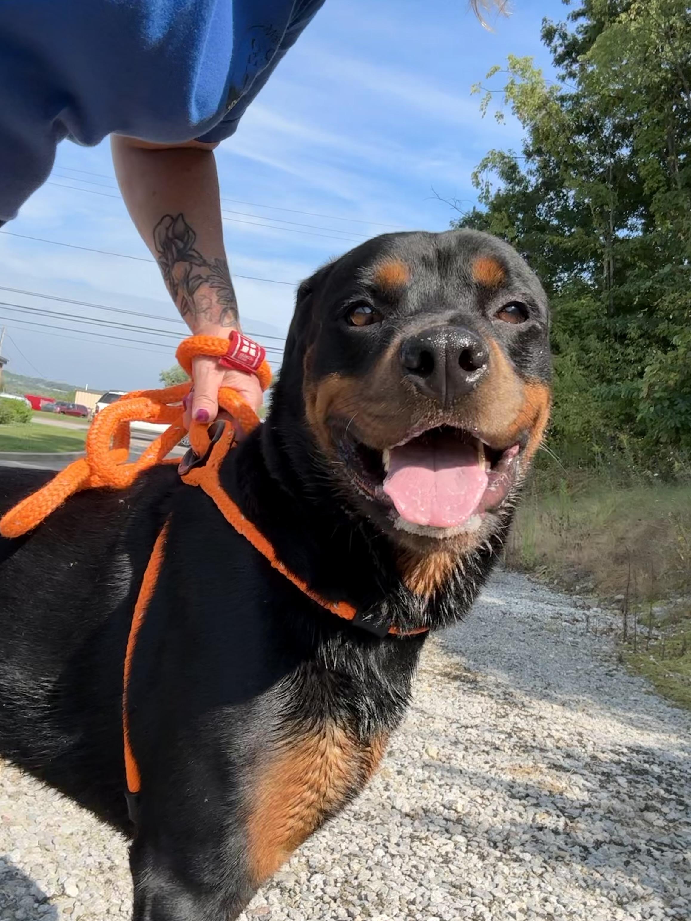 Enlarge Fritz, a Adopted Rottweiler in Youngstown, OH image 3/3