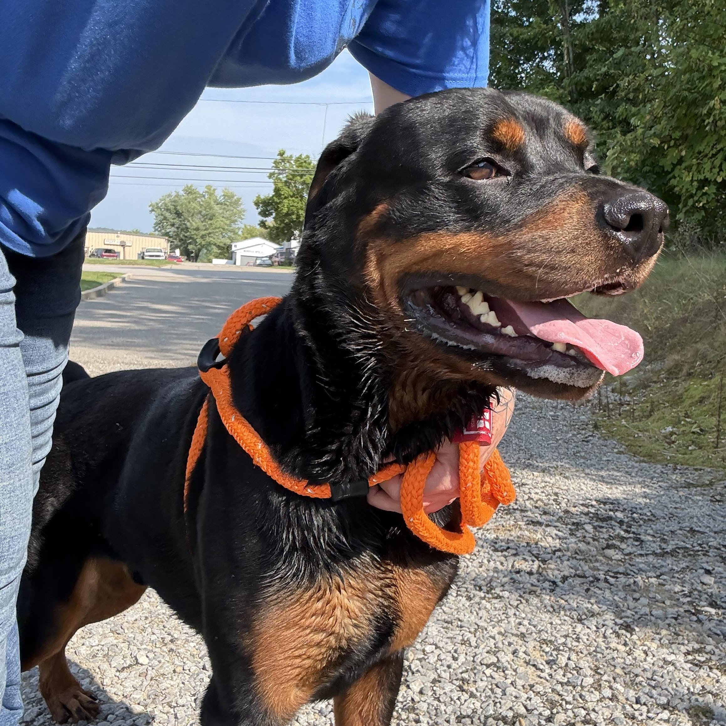 Enlarge Fritz, a Adopted Rottweiler in Youngstown, OH image 2/3