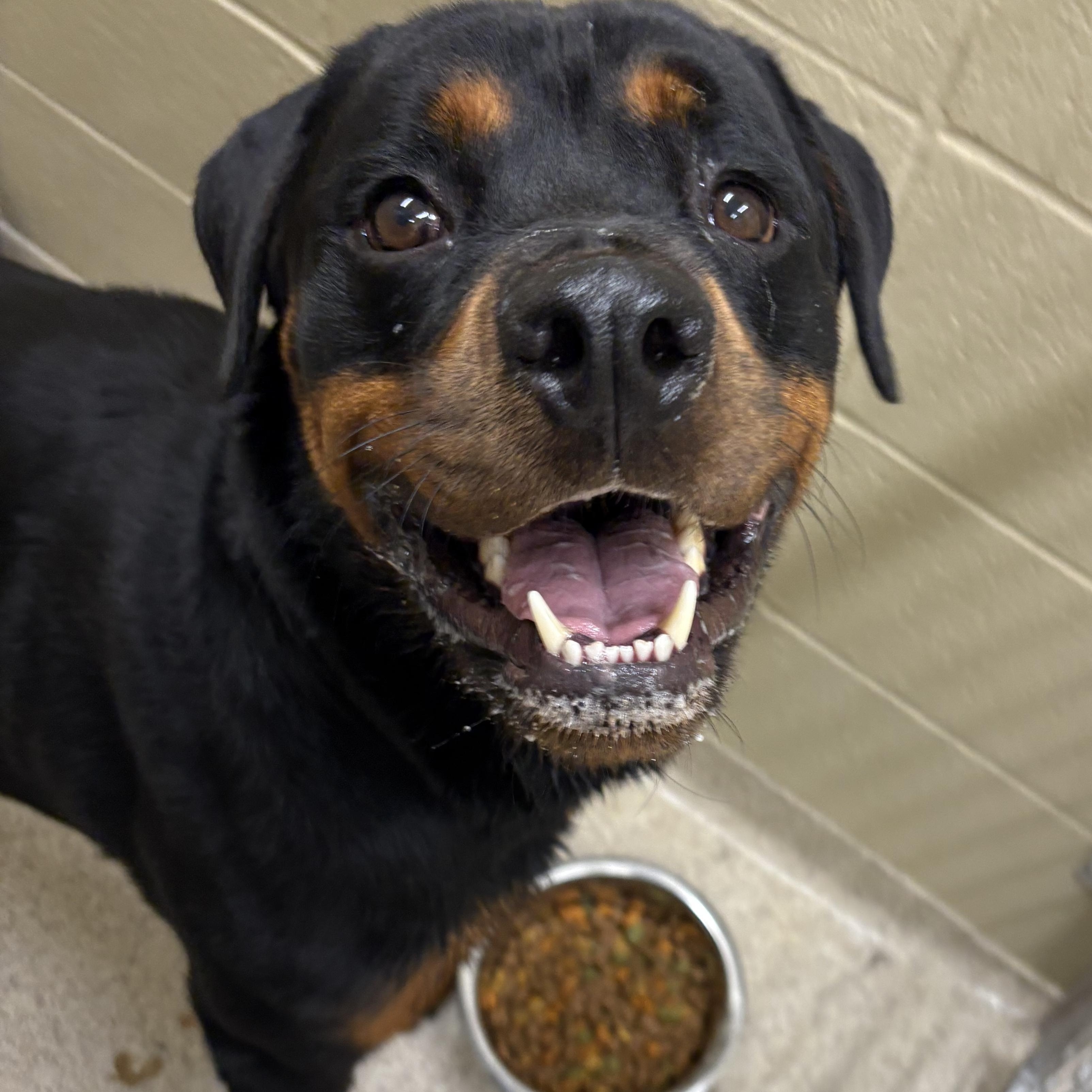 Fritz, Adopted, Adult Male Rottweiler.