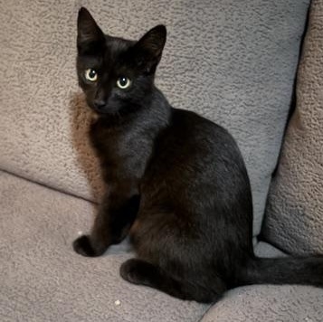 Limeade & Tropicana - Kittens, a ADOPTABLE Domestic Short Hair in Braintree, MA image 5/5