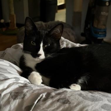 Limeade & Tropicana - Kittens, a ADOPTABLE Domestic Short Hair in Braintree, MA image 3/5