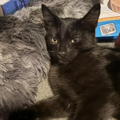 Limeade & Tropicana - Kittens, a ADOPTABLE Domestic Short Hair in Braintree, MA image 2/5