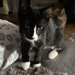 Limeade & Tropicana - Kittens, a ADOPTABLE Domestic Short Hair in Braintree, MA image 1/5