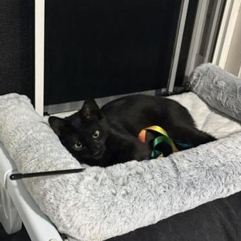 Limeade & Tropicana - Kittens, a ADOPTABLE Domestic Short Hair in Braintree, MA image 4/5
