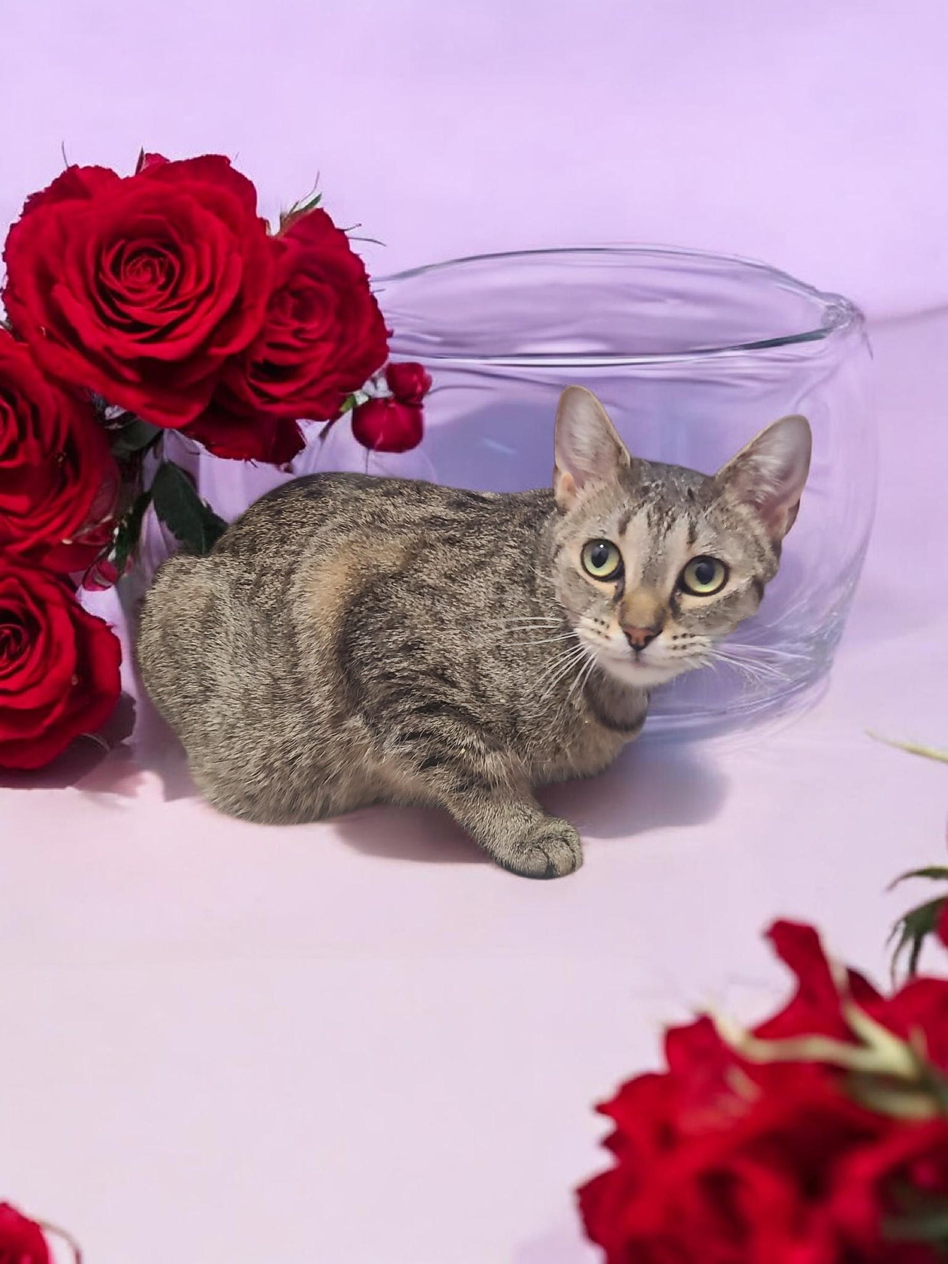 Enlarge Harley, a ADOPTABLE Domestic Short Hair in Orleans, VT image 1/2