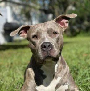 Enlarge Ivy, a Adoptable mixed breed in Saint Petersburg, FL image 1/1