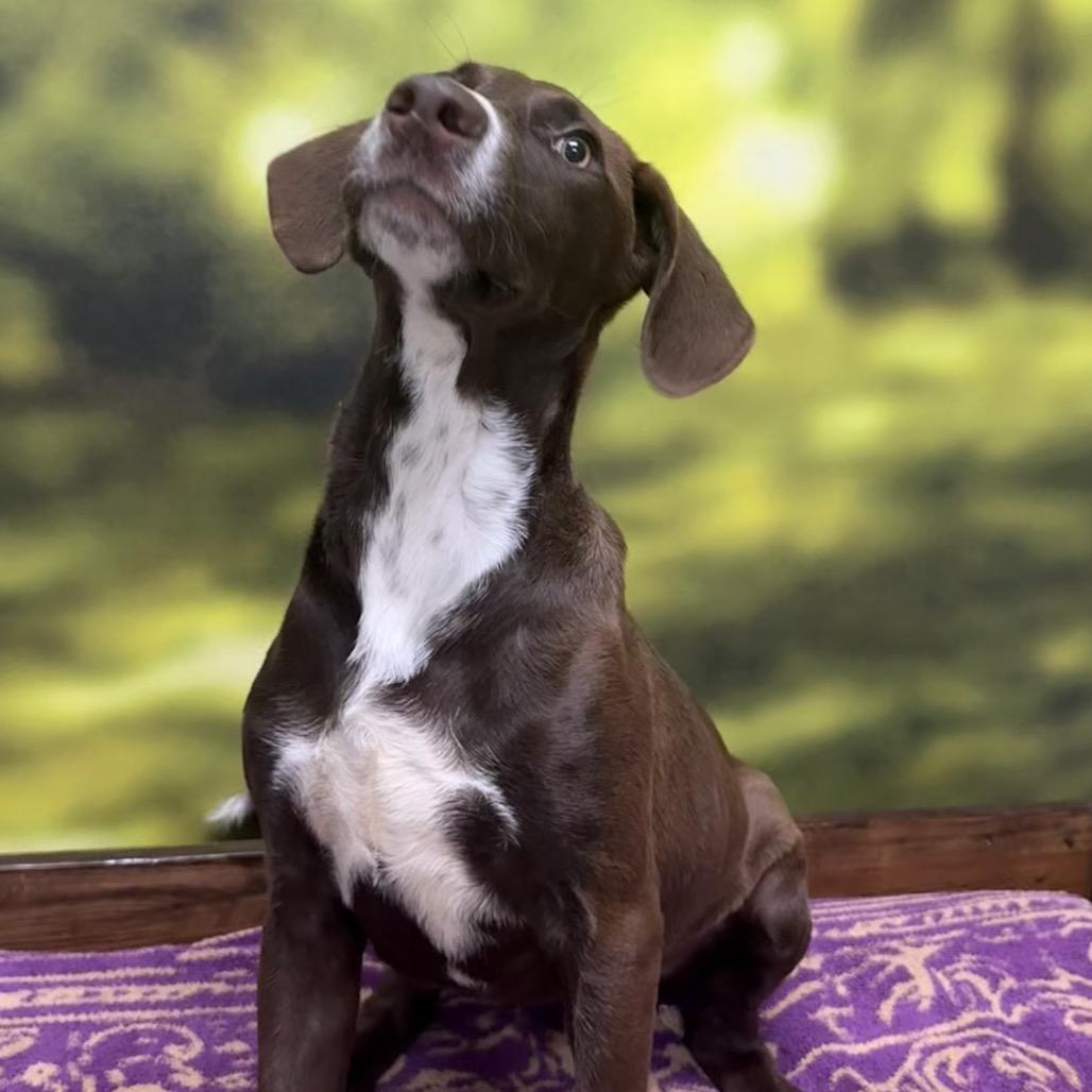 Star Crunch, Adopted, Young Male Mixed Breed.