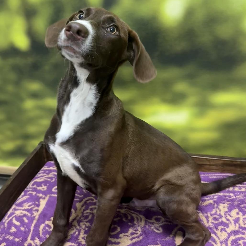 Enlarge Star Crunch, a Adopted Mixed Breed in Auburn, NH image 3/4