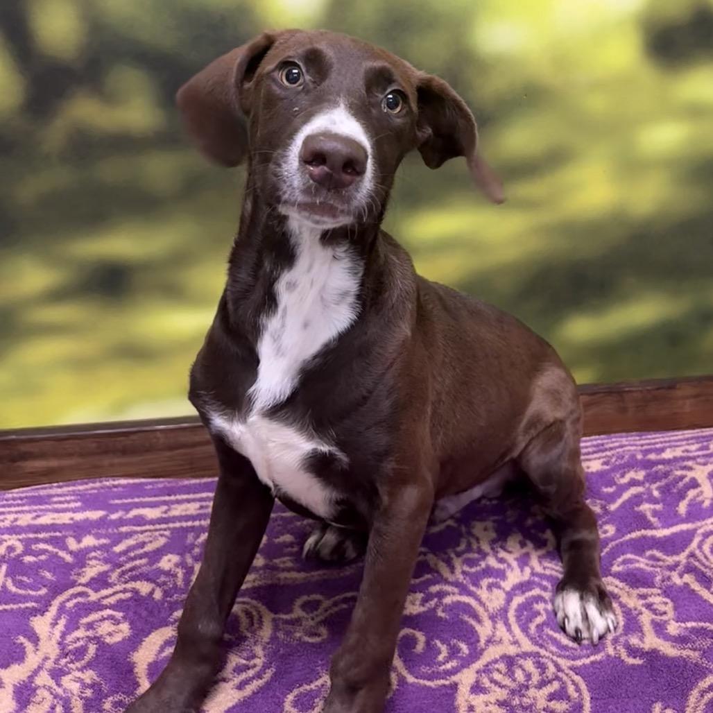 Enlarge Star Crunch, a Adopted Mixed Breed in Auburn, NH image 4/4