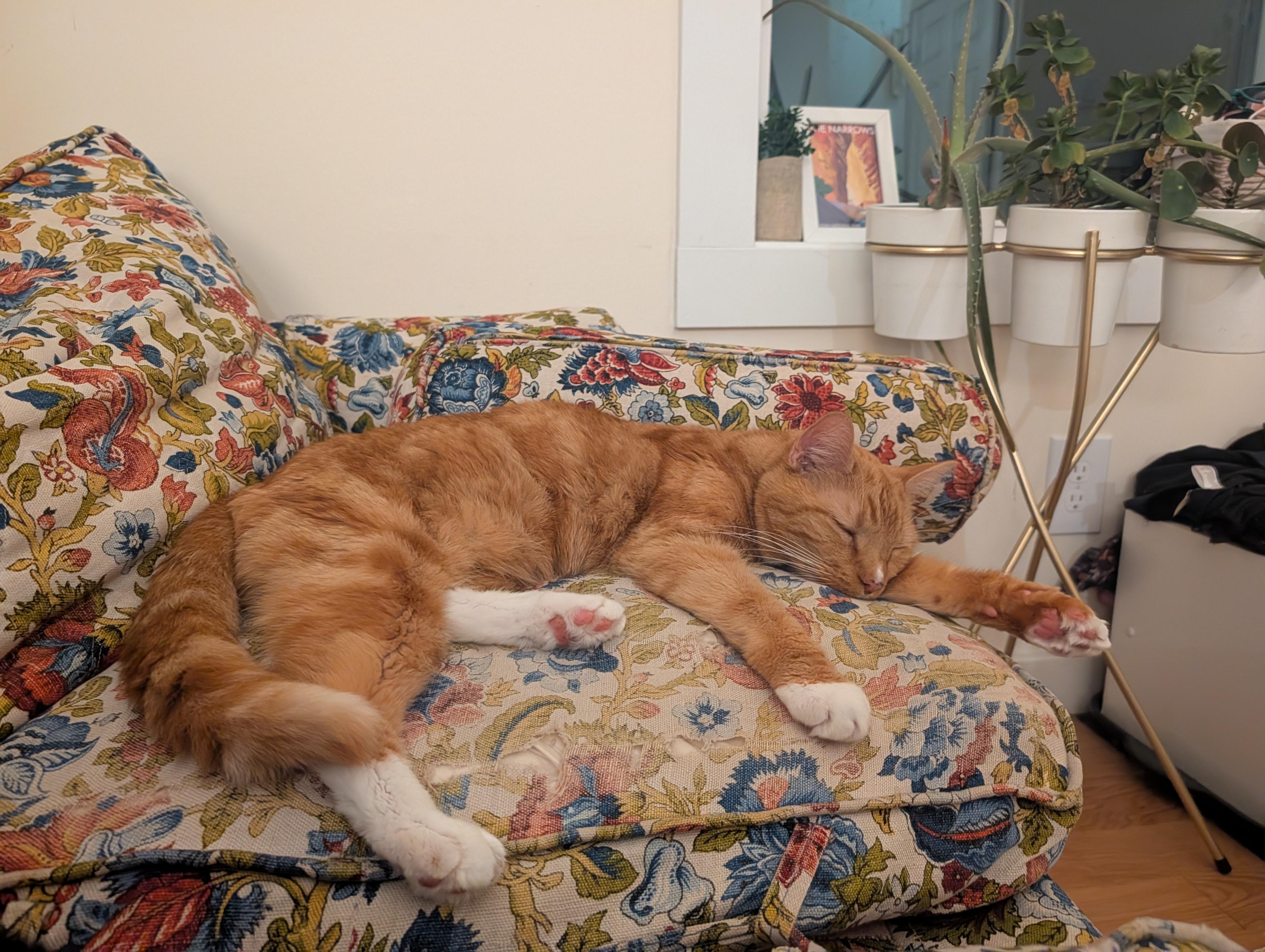 Snowball, Adoptable, Senior Male Domestic Short Hair.