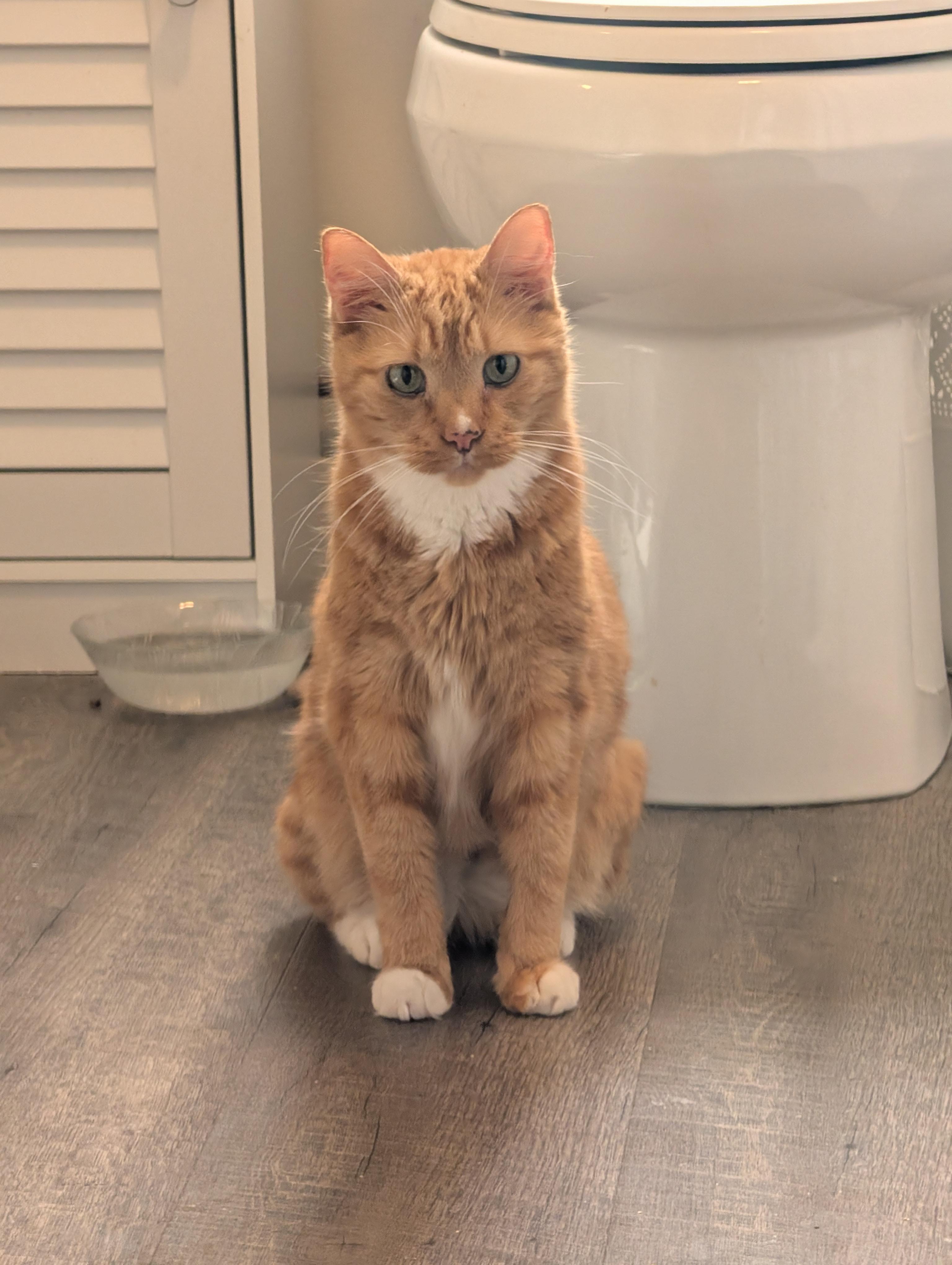Enlarge Snowball, a Adoptable Domestic Short Hair in Burlington, VT image 2/6