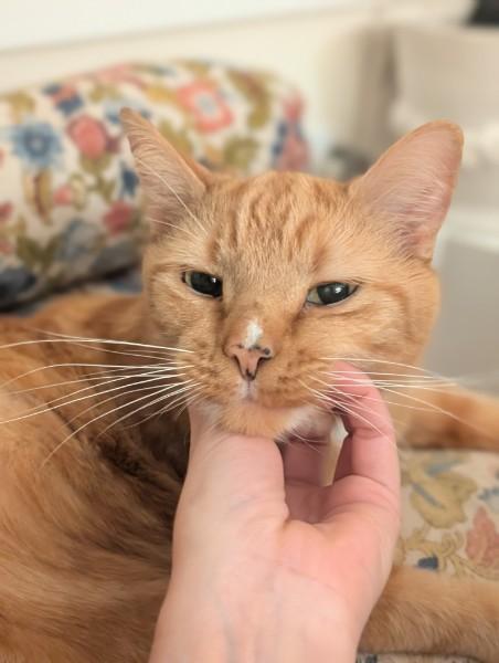 Enlarge Snowball, a Adoptable Domestic Short Hair in Burlington, VT image 4/6